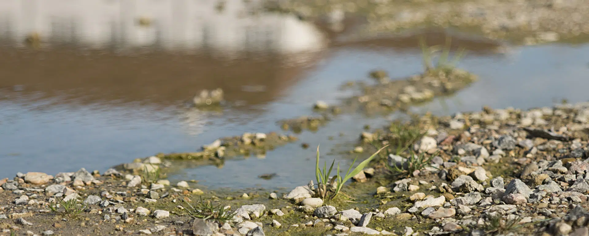 Sustainable Drainage System (SuDs)